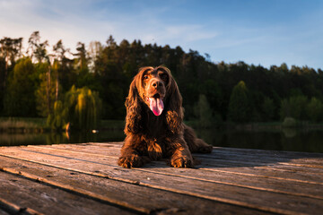 English Cocker Spaniel in a spring park