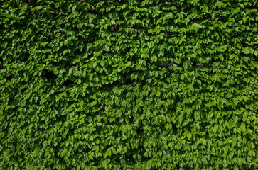 Hedge wall of common hornbeam, hedge, leafy texture