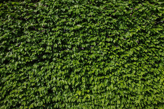 wall covered with hedge, hornbeam fence, leafy texture