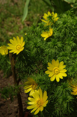 Spring Adonis, adonis vernacular, spring yellow flowers Adonis vernalis L.