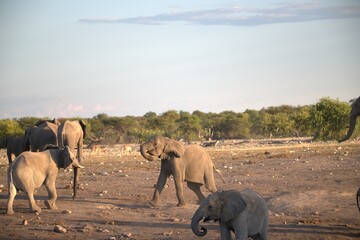 elephant in wild savanna , Animal of africa