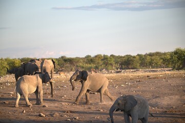 elephant in wild savanna , Animal of africa