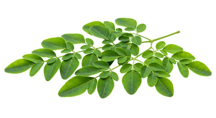 Moringa leaves isolated on transparent background
