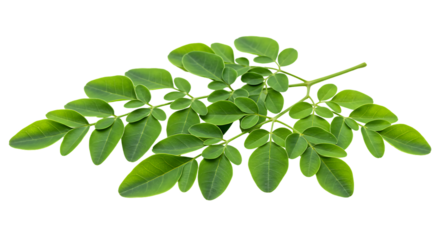 Moringa leaves isolated on transparent background