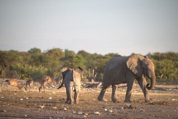 elephant in wild savanna , Animal of africa
