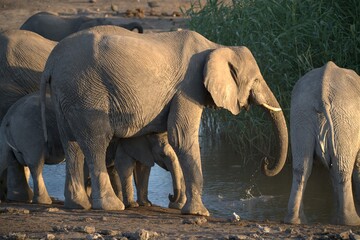 elephant in wild savanna , Animal of africa