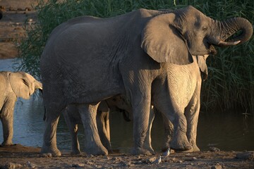 elephant in wild savanna , Animal of africa