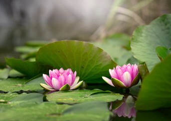 Lilie wodne. © mycatherina