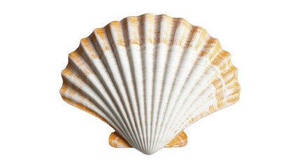 Obraz premium Elegant fluted scallop shell with textured orange and white surface, detailed ridges and fan shape, isolated object on a transparent background, PNG image, PNG file.