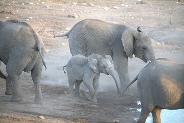 elephant in wild savanna , Animal of africa