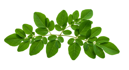 Moringa leaves isolated on transparent background