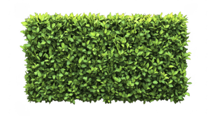 Dense rectangle shaped shrub hedge with vibrant green foliage, creating a natural divider, isolated on a transparent background, PNG image, PNG file.