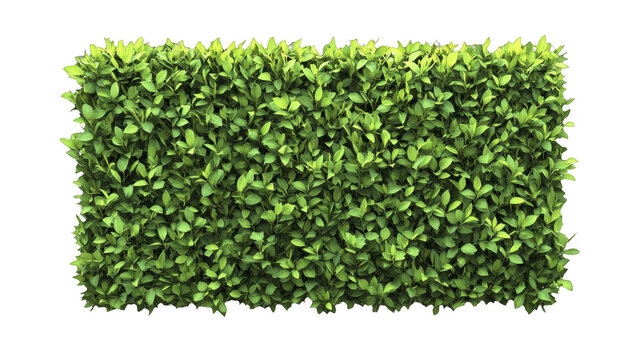 Dense rectangle shaped shrub hedge with vibrant green foliage, creating a natural divider, isolated on a transparent background, PNG image, PNG file.