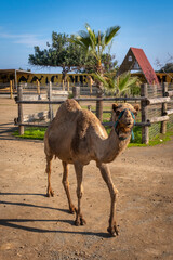 Reiten auf einem Dromedar in einem Park auf Zypern