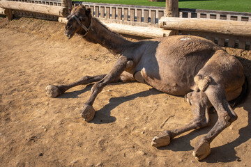 Reiten auf einem Dromedar in einem Park auf Zypern