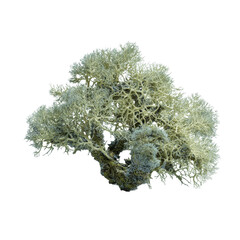 Reindeer Lichen (Cladonia rangiferina) Isolated on White Transparent background