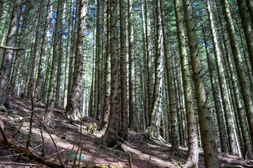 Trunks of coniferous trees in a dense mountain forest in the sunlight in spring