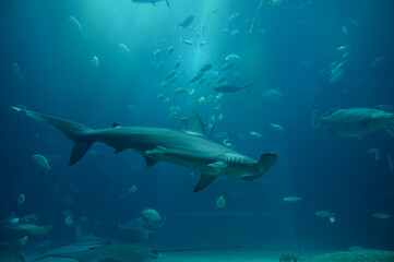 Fototapeta premium Hammerhead Shark and other fish swimming in blue water at Osaka Aquarium Kaiyukan.