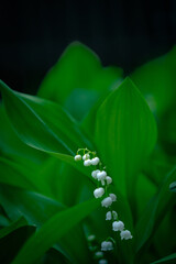 The green glade of lily of the valley flowers in the spring forest. White bells of may-lily flower on a clearing in the woods among the green leaves.
