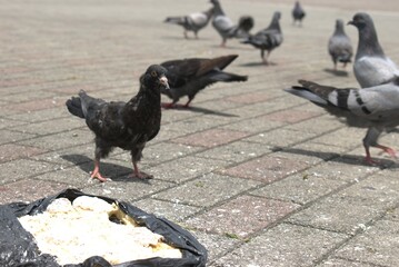 Minimalist Deodorant Roll-on Bottle Mockup Collection – Clean Beauty Product Photography