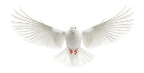 PNG Dove flying white bird spiritual.