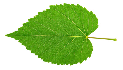 Obraz premium A vibrant green leaf with detailed veins and a serrated edge.