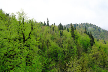 Fototapeta premium A Beautiful Lush Green Forest Landscape with Towering Trees and Majestic Hills to Explore