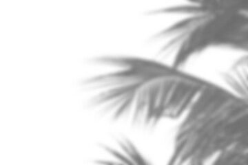 Leaf shadow overlay effect mock up with soft natural light creating realistic and elegant presentation for design projects or backgrounds