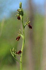 Blühende Große Spinnen-Ragwurz (Ophrys speghodes ssp. speghodes)