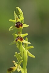 Kleine Spinnen-Ragwurz (Ophrys araneola)