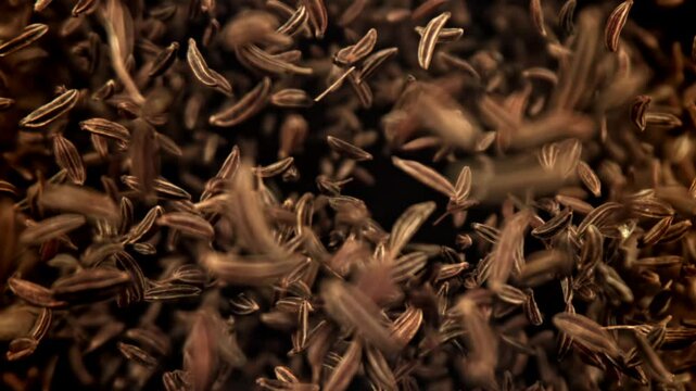 Cumin flies up and down. Filmed on a high-speed camera at 1000 fps. High quality FullHD footage