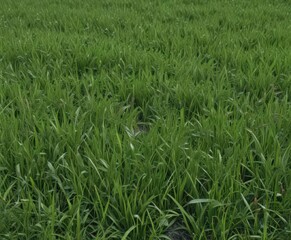 Obraz premium Dense emerald grass patch, perfectly smooth surface, pristine white backdrop , element, botany, blades