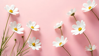 illustration of white jasmine flowers scattered on a pink background