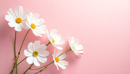illustration of white jasmine flowers scattered on a pink background