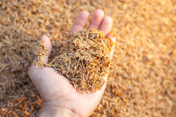 Soil and rice plants for cultivation, tree care, farmers. Expert hands are examining the soil in his field.