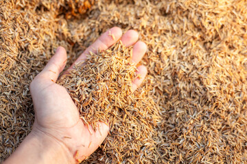 Soil and rice plants for cultivation, tree care, farmers. Expert hands are examining the soil in his field.