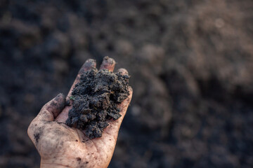 Soil and rice plants for cultivation, tree care, farmers. Expert hands are examining the soil in his field.