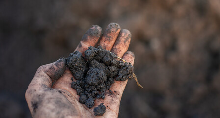Soil and rice plants for cultivation, tree care, farmers. Expert hands are examining the soil in his field.
