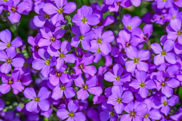 close up of pretty purple flowers of garden aubrieta © Penny