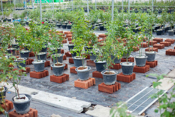 flower pots in a garden. Growing roses in the agricultural industry. Modern agriculture. A garden with colorful flower pots on a wooden balcony, lit by sunlight and naturally beautiful.