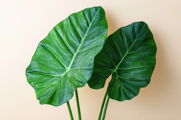 Two large, vibrant leaves against a pale background.