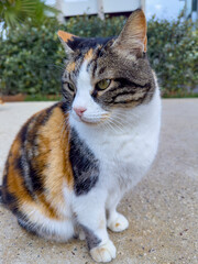 Nahaufnahme verschiedener wildlebender Katzen