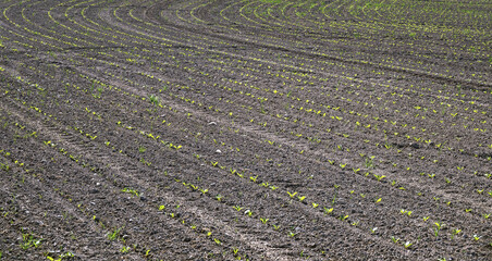 A field with rows of small green plants in spring sunlight in the Tullnerfeld region, Austria