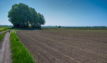  A field with rows of small plants in spring sunlight in the Tullnerfeld region, Austria. A dog walks along the field on a dirt road that leads to a small grove.