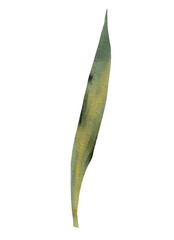 Fototapeta premium Watercolor Iris Leaves Botanical Illustration – Handpainted Floral Greenery Clipart for Natural Design, Wedding Invitations, Branding, Stickers, Wall Art, and Elegant Floral Projects