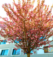  top of a pink flourishing almond tree in spring at sunshine, Austria