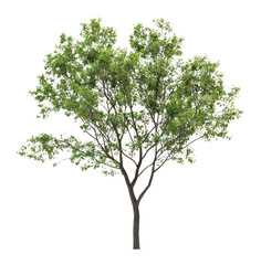 PNG Real green big tree illustration minimalist botanical.
