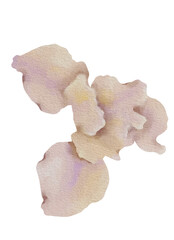 Watercolor iris flower illustration with pastel petals and green leaves, hand-painted floral botanical for wedding design, invitations, cards, prints, and branding