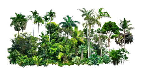 PNG Group of different trees forest green tropical.