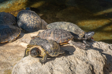 sehr alte Schildkröten in einem Park